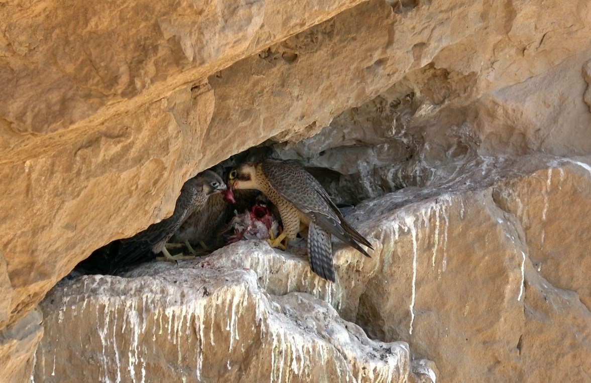 مستند , سینما , جشنواره بینالمللی سینما حقیقت , آذربایجان غربی , استان لرستان , استان کردستان ,