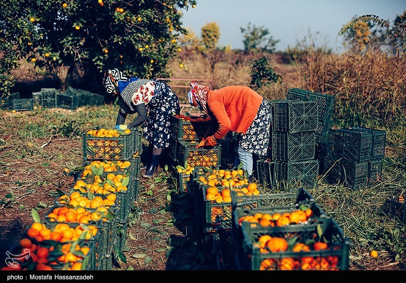 نظام مسائل استان مازندران , نظام مسائل استان , 