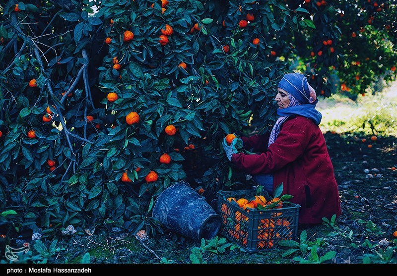 نظام مسائل استان مازندران , نظام مسائل استان , 