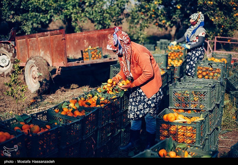 نظام مسائل استان مازندران , نظام مسائل استان , 