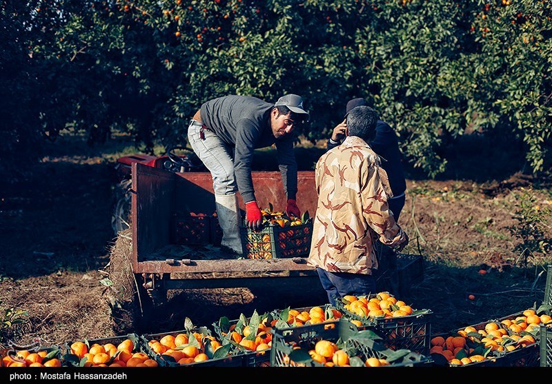 نظام مسائل استان مازندران , نظام مسائل استان , 