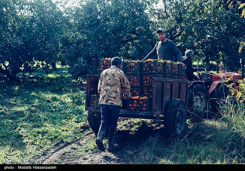 نظام مسائل استان مازندران , نظام مسائل استان , 