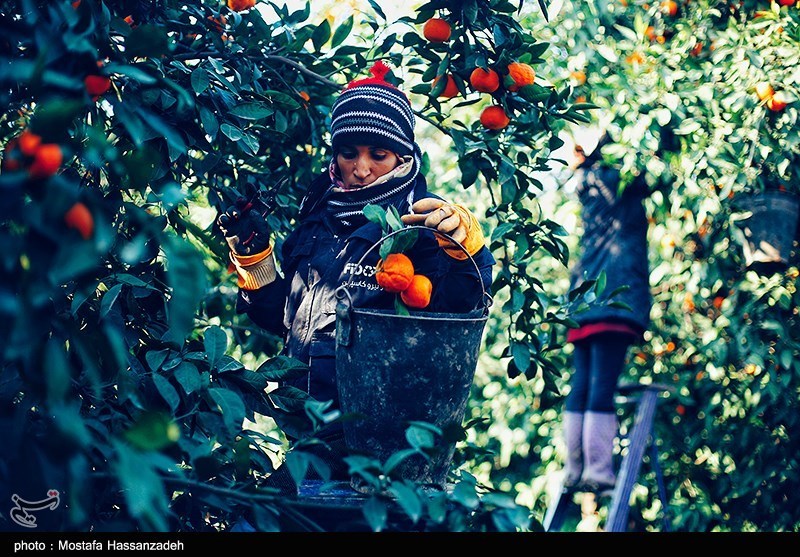 نظام مسائل استان مازندران , نظام مسائل استان , 