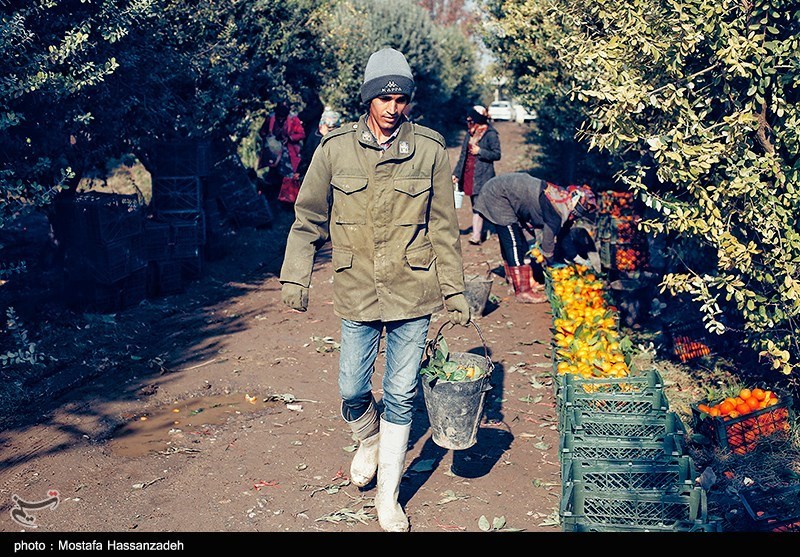 نظام مسائل استان مازندران , نظام مسائل استان , 