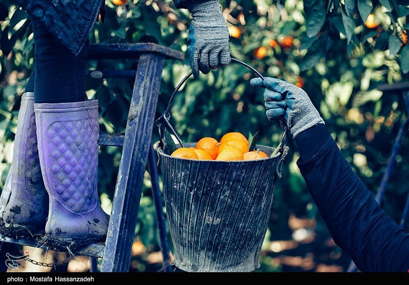 نظام مسائل استان مازندران , نظام مسائل استان , 