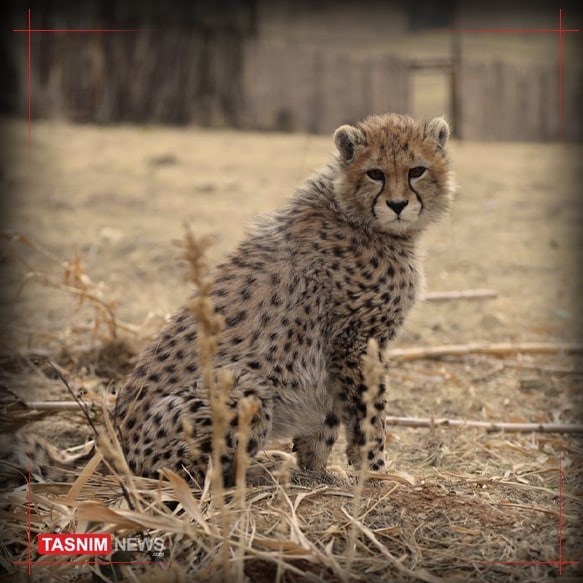 حیات وحش , یوزپلنگ ایرانی , سازمان محیط زیست , 