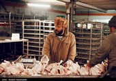 کشتارگاه‌های مرغ کرمانشاه با تمام ظرفیت فعال هستند