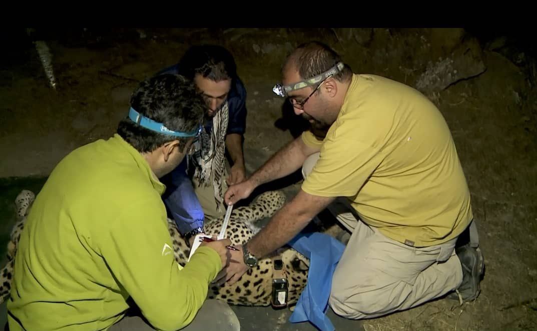 مستند , تلویزیون , شبکه مستند , سینما , 