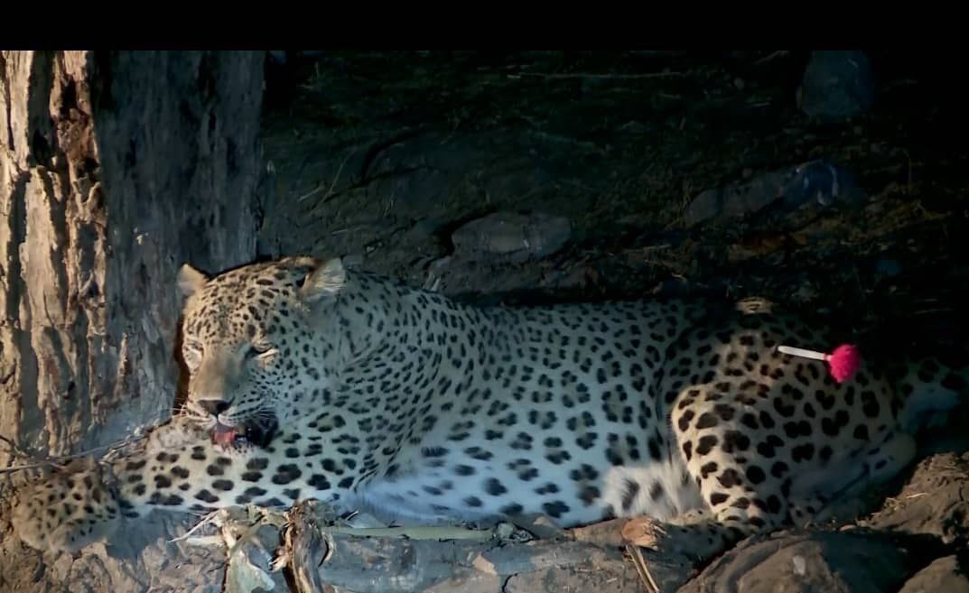 مستند , تلویزیون , شبکه مستند , سینما , 