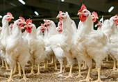 مالزی خریدار مرغ آرین ایران شد