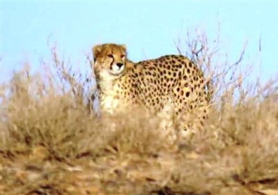 مشاهده یک قلاده یوزپلنگ در داورزن خراسان رضوی