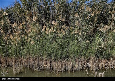 ساکنین تالاب شادگان