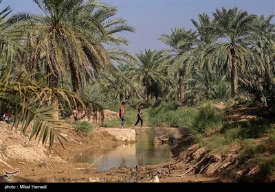 ساکنین تالاب شادگان