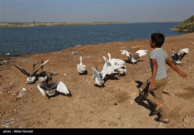 ساکنین تالاب شادگان