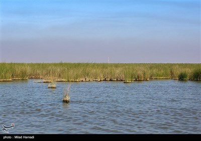 ساکنین تالاب شادگان