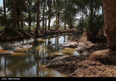 ساکنین تالاب شادگان