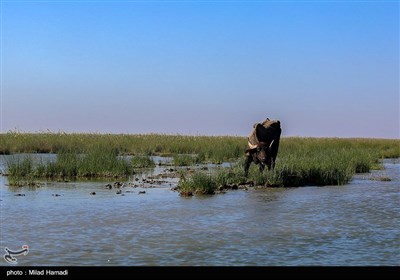 ساکنین تالاب شادگان