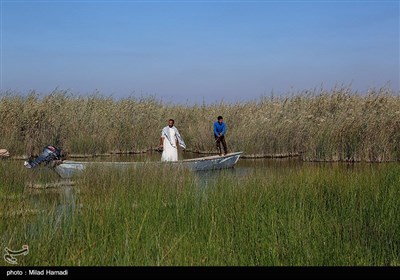 ساکنین تالاب شادگان
