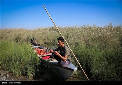 ساکنین تالاب شادگان