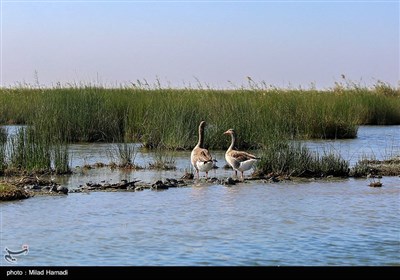 ساکنین تالاب شادگان