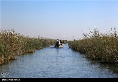 ساکنین تالاب شادگان