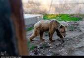 تشکیل شبکه مراکز مجاز نگهداری جانوران وحشی