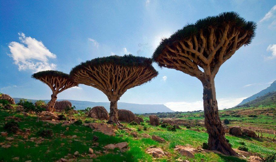 سقطری , کشور امارات متحده عربی , اخبار یمن , 