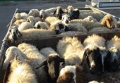 کشف 271 رأس دام قاچاق در مرزهای آذربایجان‌ غربی