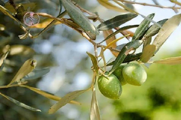 پایش و نظارت در محیط زیست , روز درختکاری , 