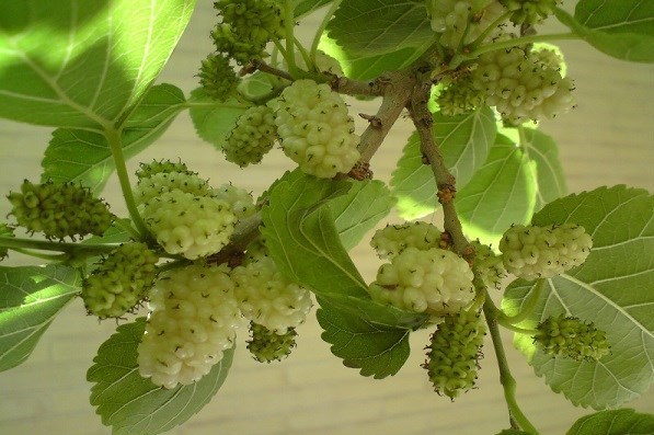 پایش و نظارت در محیط زیست , روز درختکاری , 