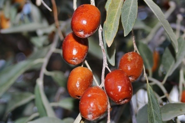 پایش و نظارت در محیط زیست , روز درختکاری , 