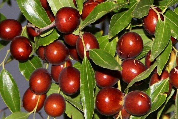 پایش و نظارت در محیط زیست , روز درختکاری , 