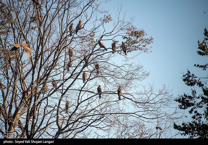 نظام مسائل استان , نظام مسائل استان مازندران , 