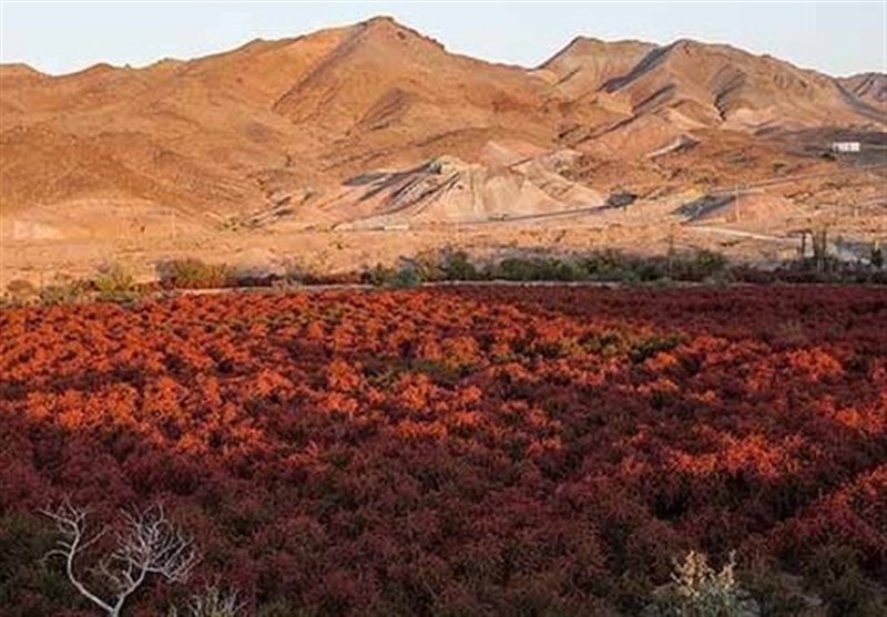 اخبار استان خراسان جنوبی , گردشگری , کشاورزی , 