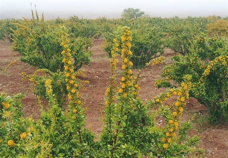 اخبار استان خراسان جنوبی , گردشگری , کشاورزی , 