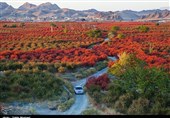«افین»؛ از میراث کهن تا اقتصاد جهانی در مسیر ثبت جهانی روستا