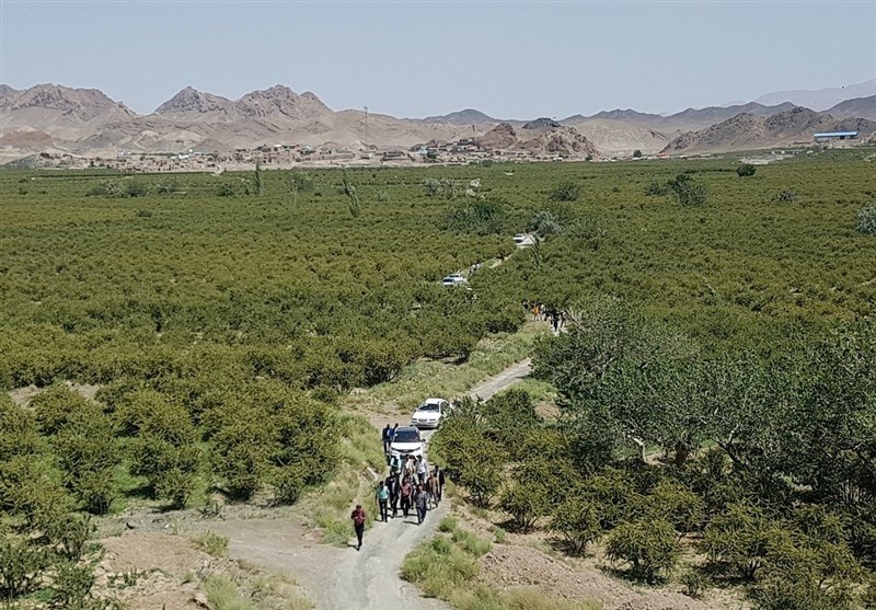 اخبار استان خراسان جنوبی , گردشگری , کشاورزی , 