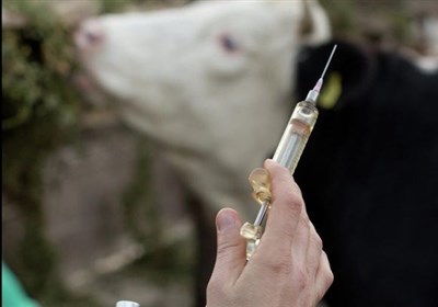 واکسیناسیون دام‌های خراسان رضوی از مرز 23 میلیون گذشت