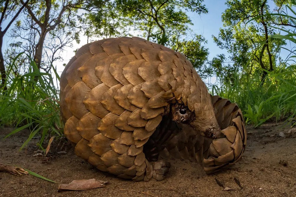 عکاسی , طبیعت , هنرهای تجسمی , گاردین , عکس ,