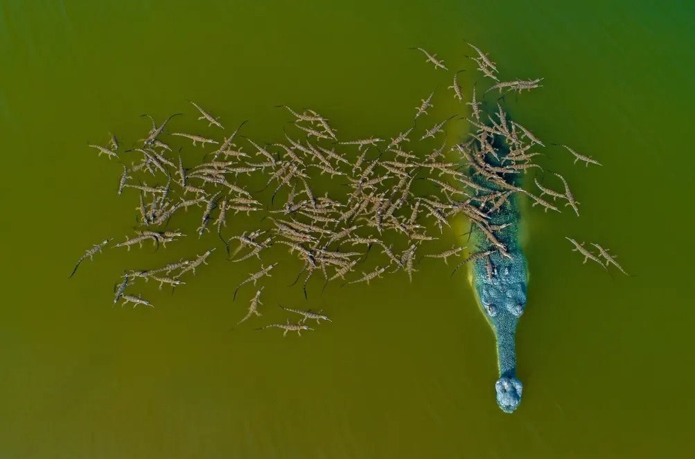 عکاسی , طبیعت , هنرهای تجسمی , گاردین , عکس ,