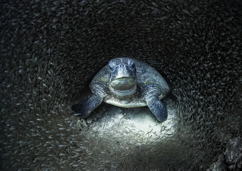 عکاسی , طبیعت , هنرهای تجسمی , گاردین , عکس ,