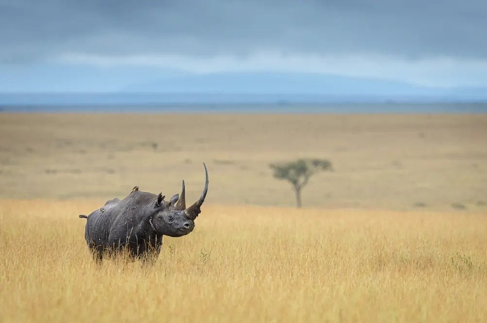 عکاسی , طبیعت , هنرهای تجسمی , گاردین , عکس ,