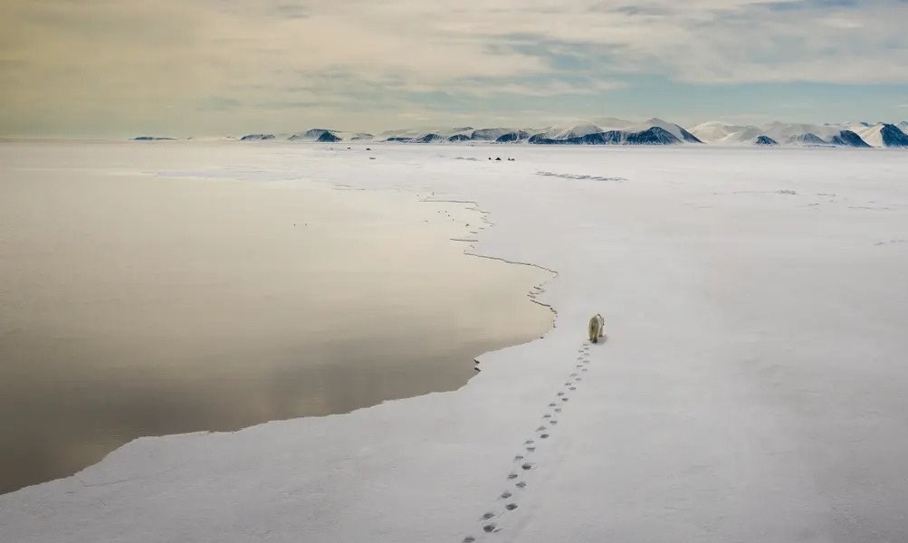 عکاسی , طبیعت , هنرهای تجسمی , گاردین , عکس ,