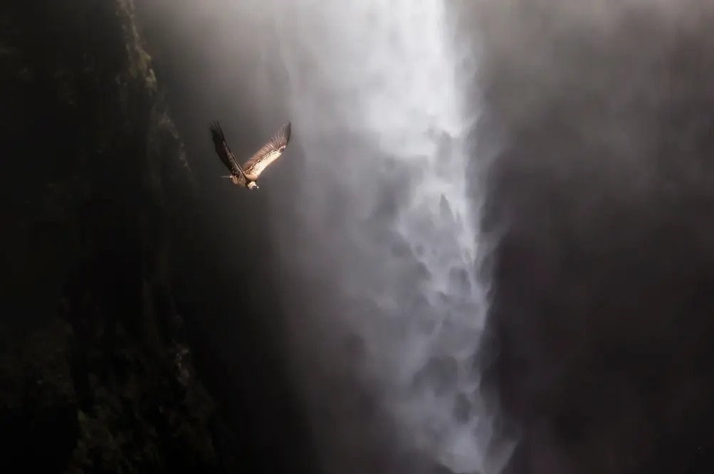 عکاسی , طبیعت , هنرهای تجسمی , گاردین , عکس ,