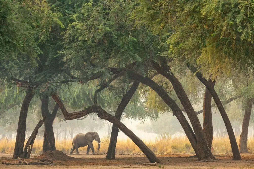 عکاسی , طبیعت , هنرهای تجسمی , گاردین , عکس ,