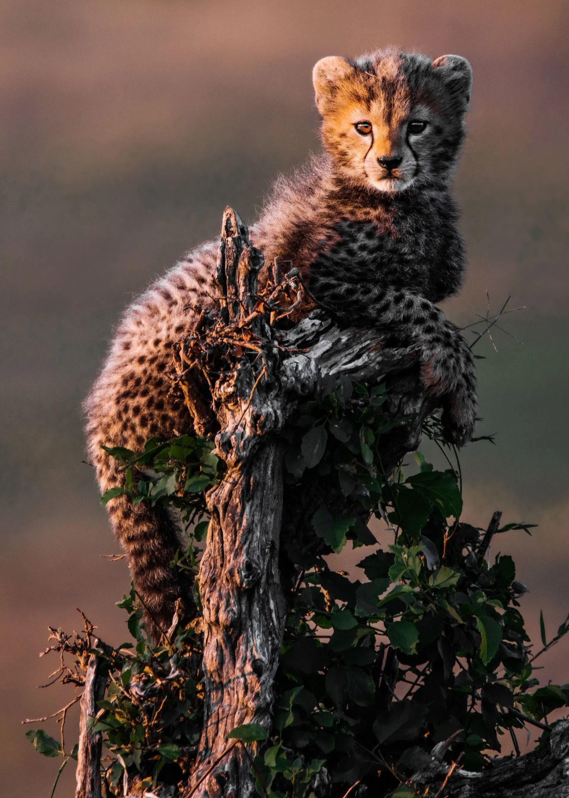 عکاسی , طبیعت , هنرهای تجسمی , گاردین , عکس ,