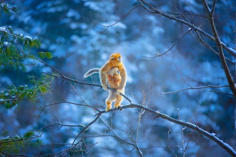 عکاسی , طبیعت , هنرهای تجسمی , گاردین , عکس ,