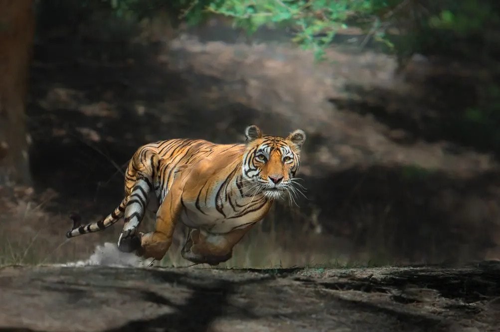 عکاسی , طبیعت , هنرهای تجسمی , گاردین , عکس ,