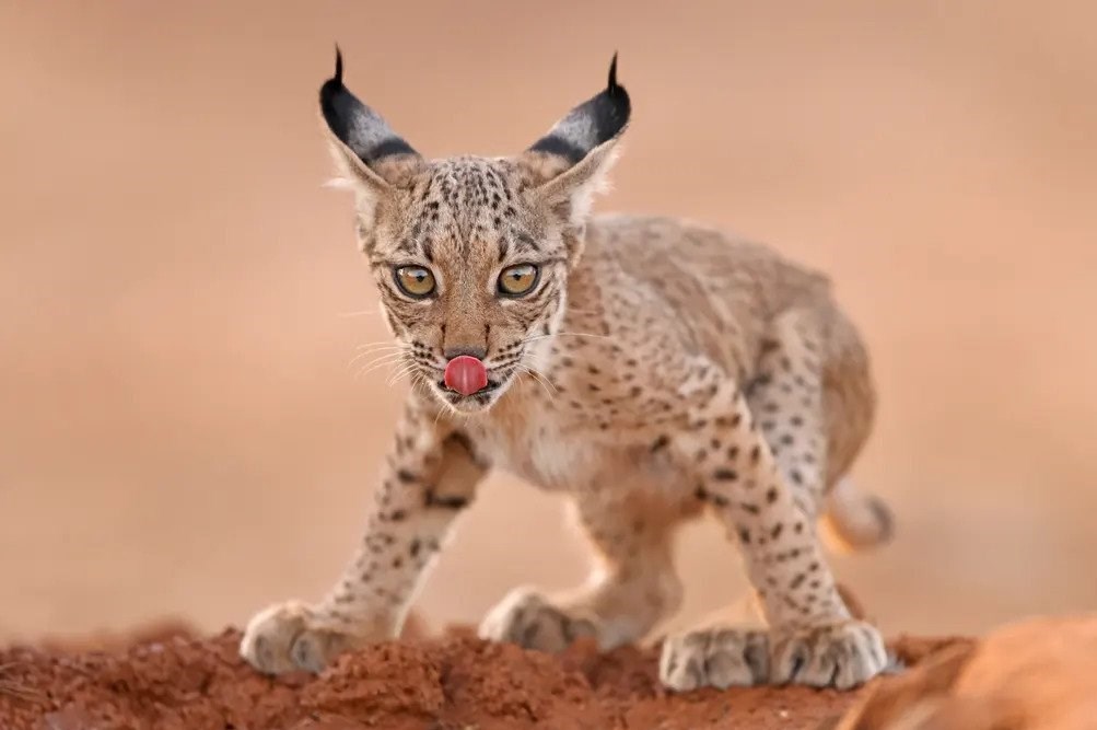 عکاسی , طبیعت , هنرهای تجسمی , گاردین , عکس ,