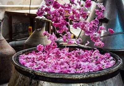 پرونده "گلاب‌گیری سنتی" به یونسکو ارسال شد